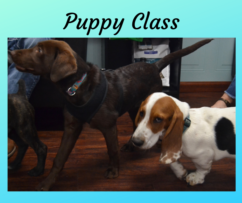 Puppy Class