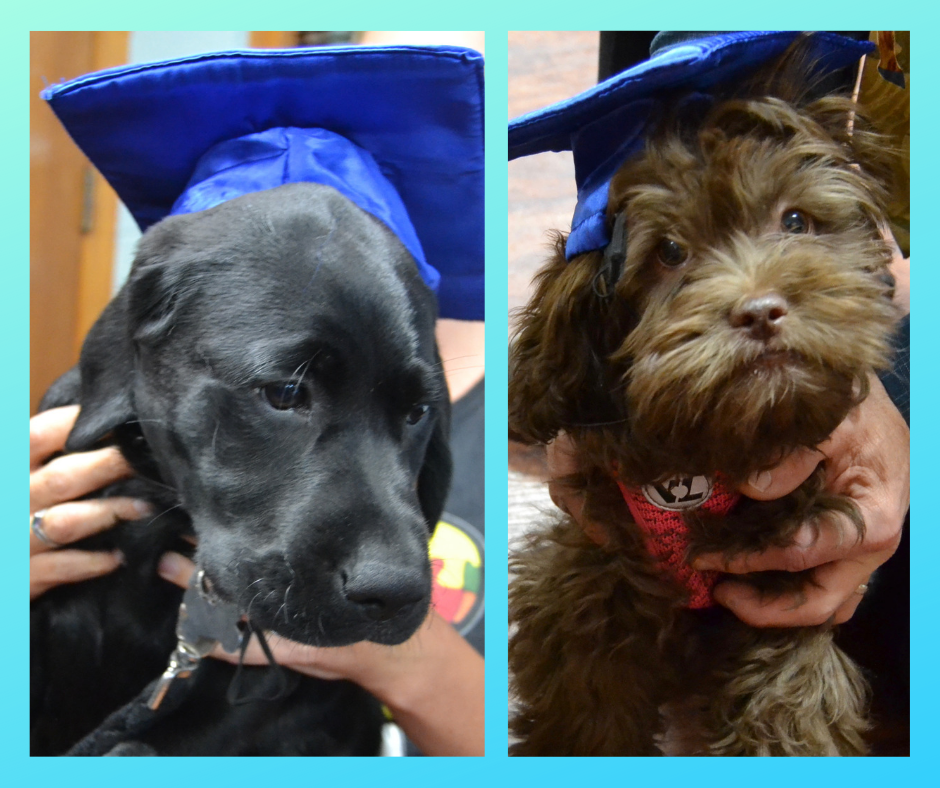 Puppy Class Graduation