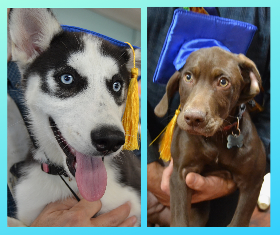 Puppy Class Graduation